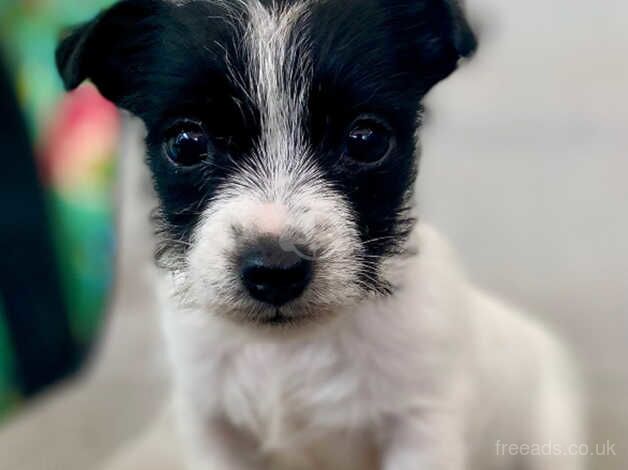 Beautiful Miniature Jackrussle for sale in Newark, Orkney Islands