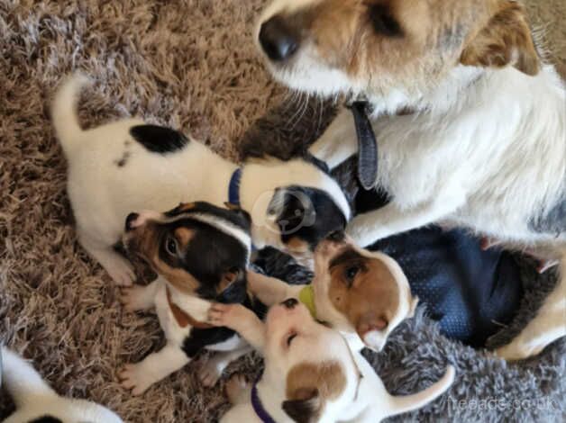 Beautiful puppies for sale in Leighton Buzzard, Bedfordshire