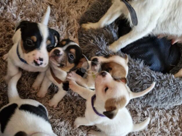 Jack Russell Puppies for sale in Bedfordshire