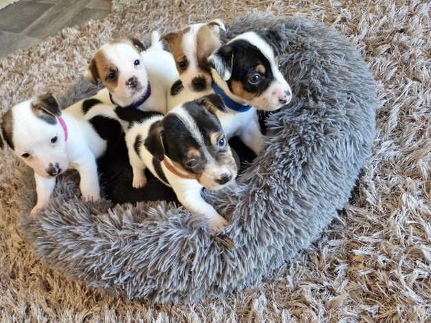 Jack Russell Puppies for sale