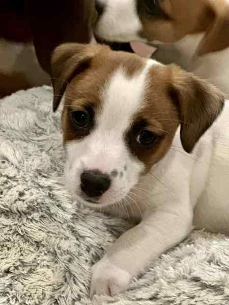Beautiful Purebred boys and girls Jack Russell puppies for sale in Coventry, West Midlands