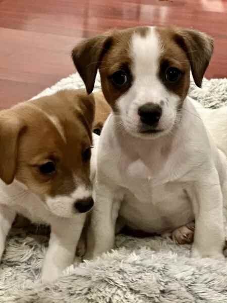 Beautiful Purebred boys and girls Jack Russell puppies for sale in Coventry, West Midlands - Image 2