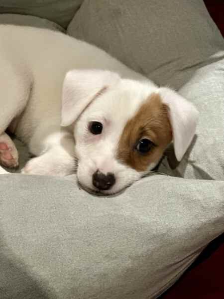Beautiful Purebred boys and girls Jack Russell puppies for sale in Coventry, West Midlands - Image 3