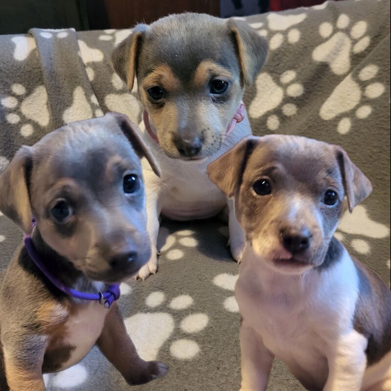 Beautiful Blue female minature jack russell puppy for sale in Walsall, West Midlands - Image 7
