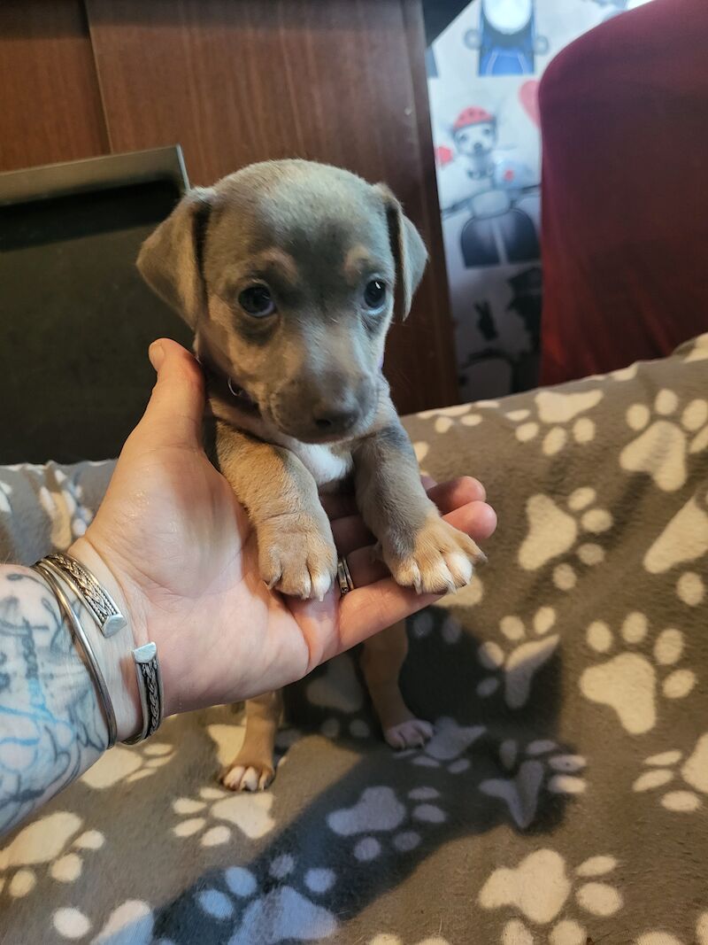Beautiful Blue female minature jack russell puppy for sale in Walsall, West Midlands - Image 12