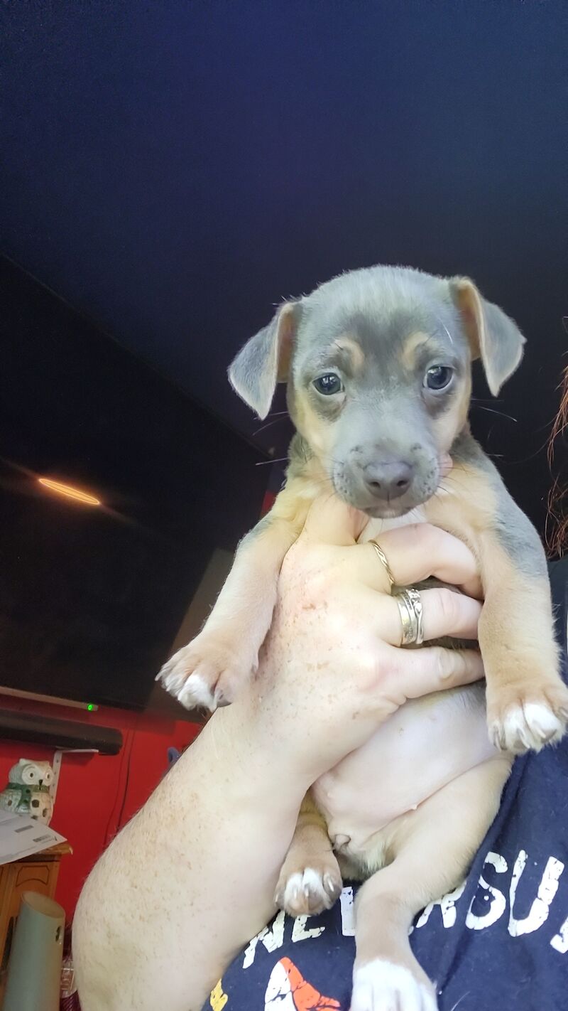 Beautiful Blue female minature jack russell puppy for sale in Walsall, West Midlands - Image 10