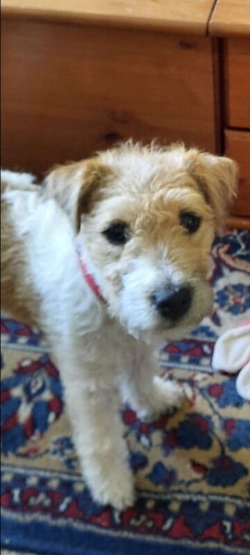 Beautiful rough coated jack russell girl for sale in Witham, Essex