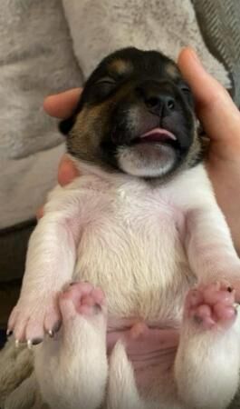Beautiful short legged Jack Russell babies for sale in Lincoln, Lincolnshire
