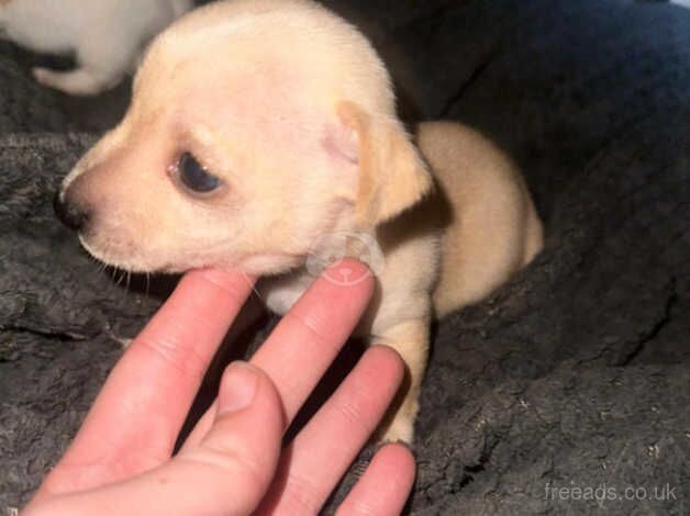 Beautiful tiny puppies available for sale in Milton Keynes, Buckinghamshire - Image 3