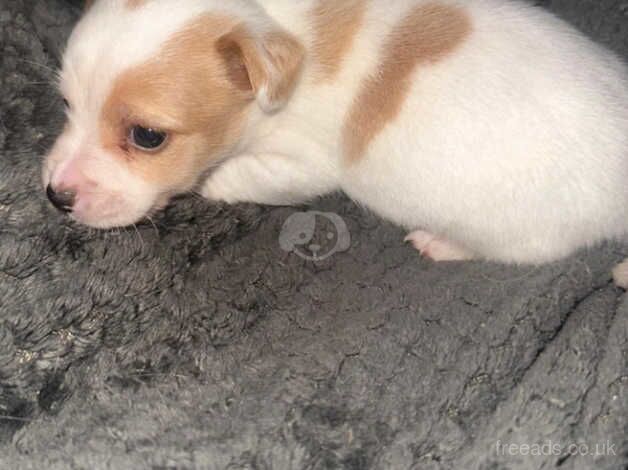 Beautiful tiny puppies available for sale in Milton Keynes, Buckinghamshire - Image 4