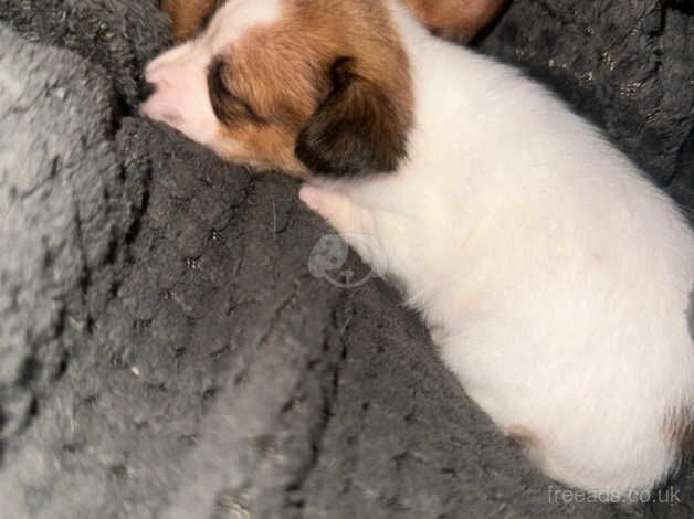 Beautiful tiny puppies available for sale in Milton Keynes, Buckinghamshire - Image 5