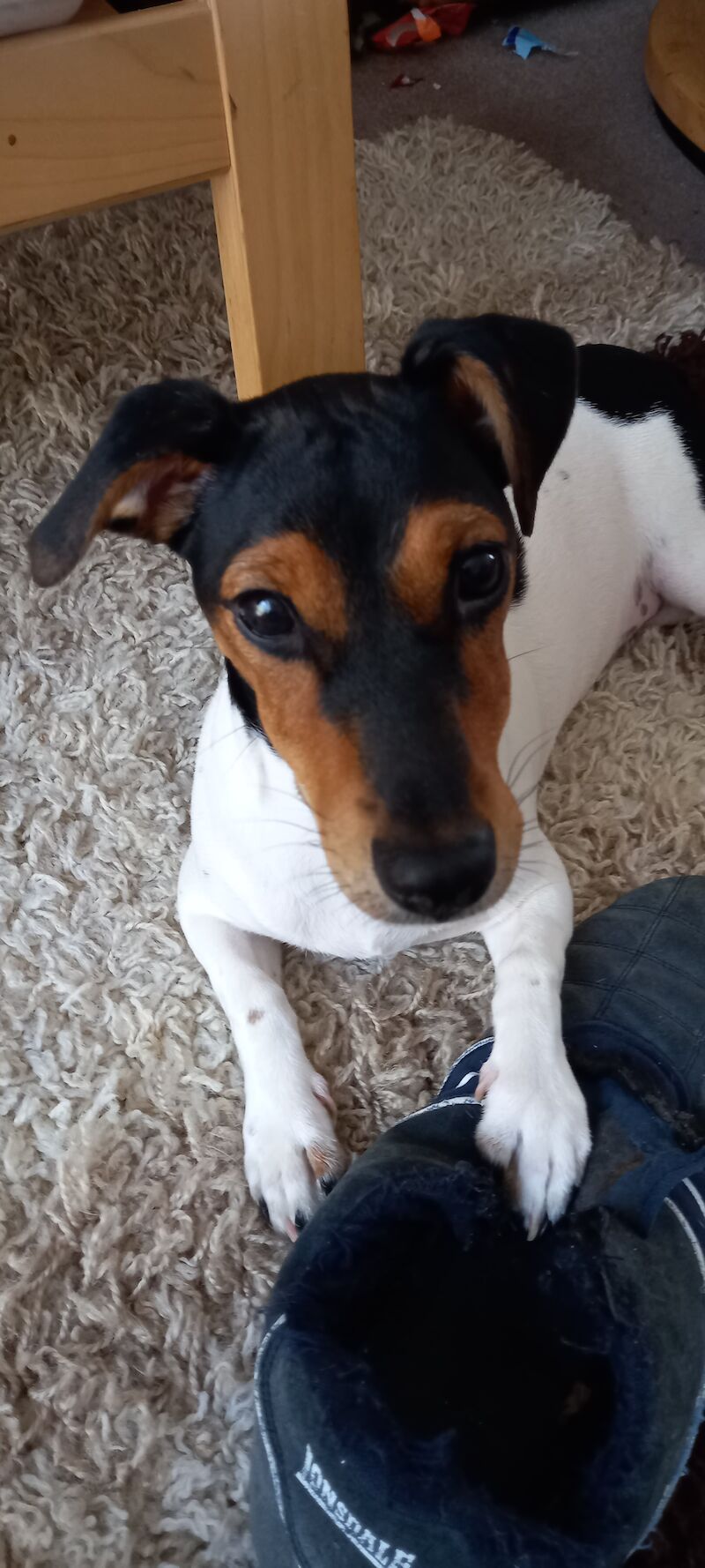 Beautiful Tri Coloured little girl £400 for sale in Gloucestershire - Image 3