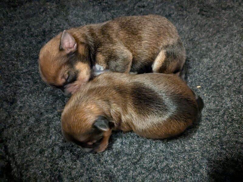 Beautiful Yorkie-Jack puppies for sale (Yorkshire terrier/ Jack Russell cross) for sale in Bournemouth, Dorset