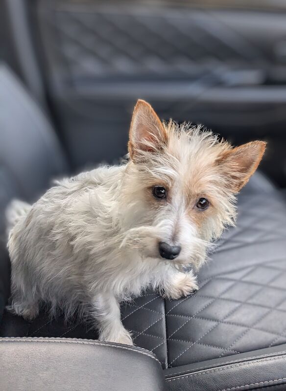 Beautiful Yorkie-Jack puppies for sale (Yorkshire terrier/ Jack Russell cross) for sale in Bournemouth, Dorset - Image 2