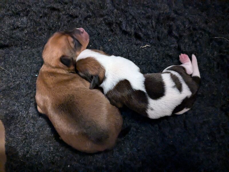 Beautiful Yorkie-Jack puppies for sale (Yorkshire terrier/ Jack Russell cross) for sale in Bournemouth, Dorset - Image 3