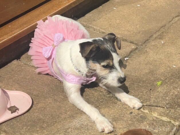 Beautifull jack russel for sale in Chatham, Kent