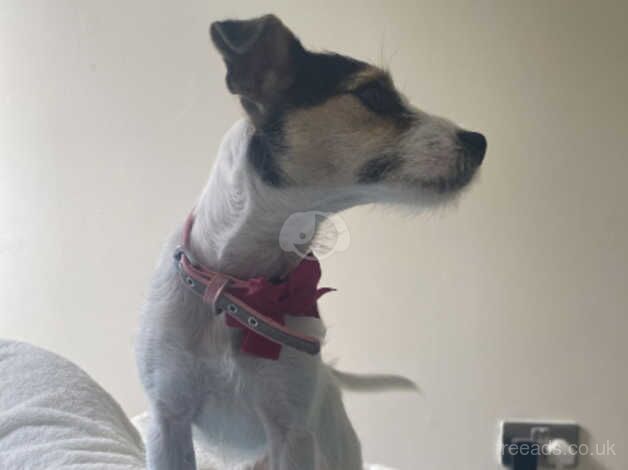 Beautifull jack russel for sale in Chatham, Kent - Image 2