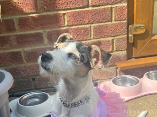 Beautifull jack russel for sale in Chatham, Kent - Image 3