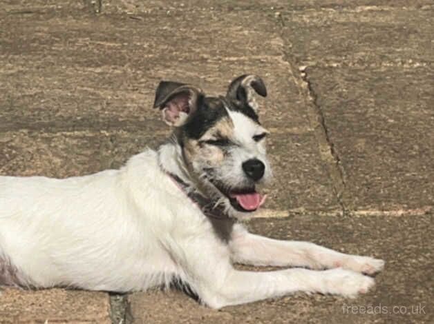 Beautifull jack russel for sale in Chatham, Kent - Image 4