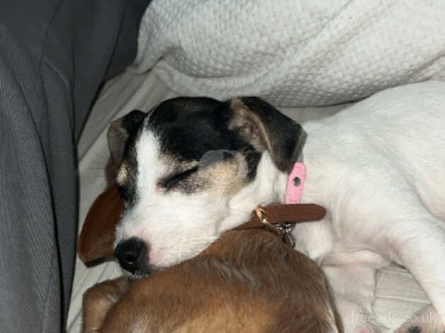 Beautifull jack russel for sale in Chatham, Kent - Image 5