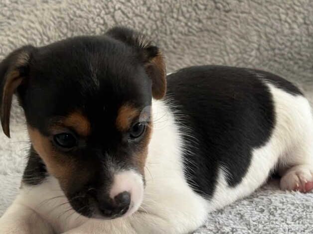 Jack Russell Puppies for sale in Nottinghamshire