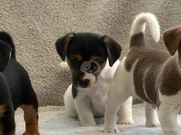 Beautifull miniature smooth coat Jack Russell babies for sale in Doncaster, Nottinghamshire - Image 4