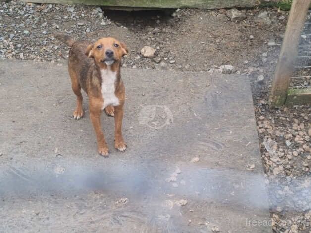 Black and tan bitch. for sale in Delabole, Cornwall