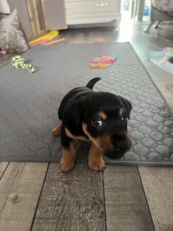 Black and Tan wenlock Jack Russell puppies for sale in Upminster, Havering, Greater London