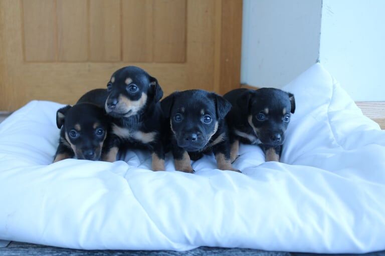 Black & tan miniature jackrussell pups for sale in Kilkeel, County Down