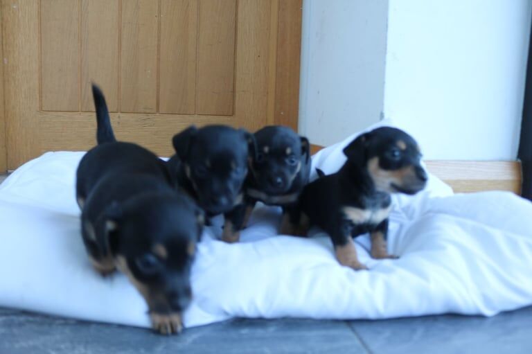 Black & tan miniature jackrussell pups for sale in Kilkeel, County Down - Image 2