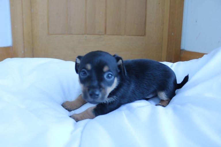 Black & tan miniature jackrussell pups for sale in Kilkeel, County Down - Image 3