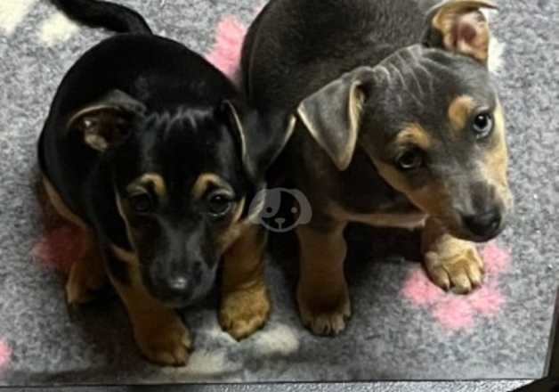 Blue and tan Jack russel bitch pup for sale in Wickford, Essex