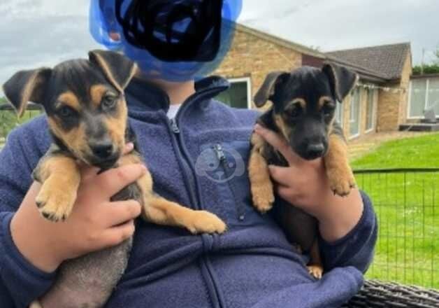 Blue and tan Jack russel bitch pup for sale in Wickford, Essex - Image 5