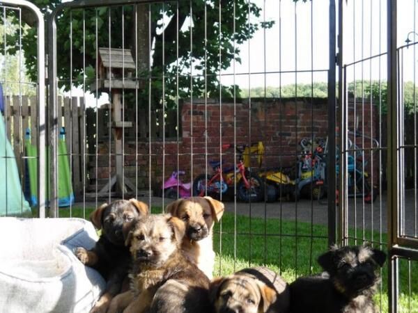 BORDER X JACK PUPPIES,VET CHECKED,READY NOW. for sale in Uttoxeter, Staffordshire