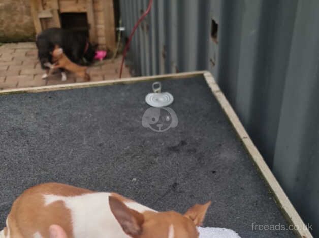 Boy jack russell for sale in Bristol - Image 1