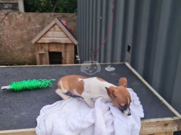 Boy jack russell for sale in Bristol - Image 2