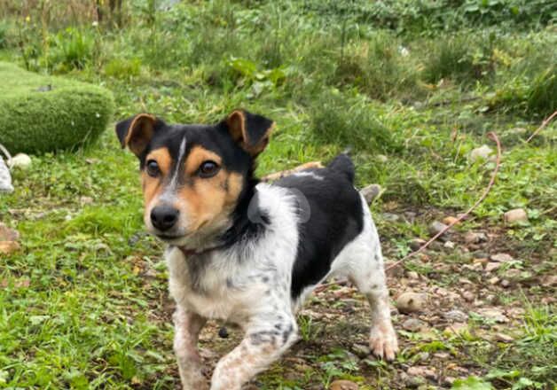 Boy Jack russell for sale in Norwich, Norfolk