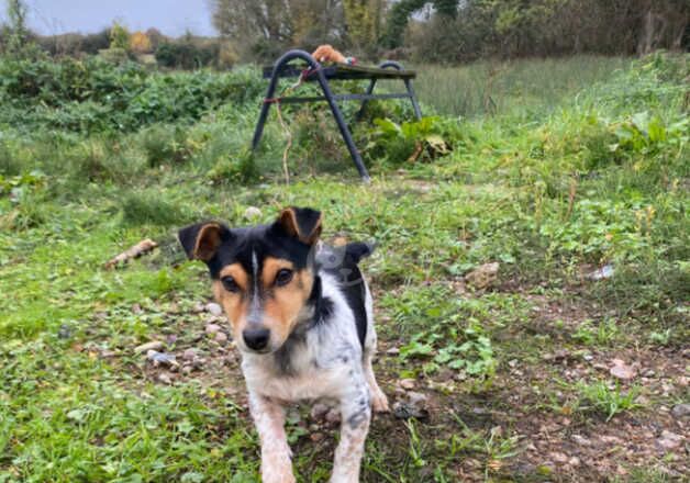 Boy Jack russell for sale in Norwich, Norfolk - Image 2