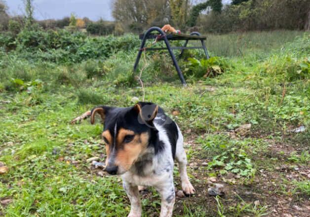 Boy Jack russell for sale in Norwich, Norfolk - Image 3