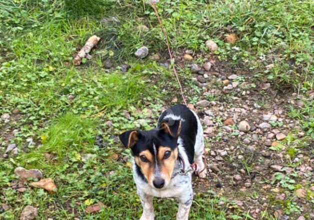 Boy Jack russell for sale in Norwich, Norfolk - Image 4