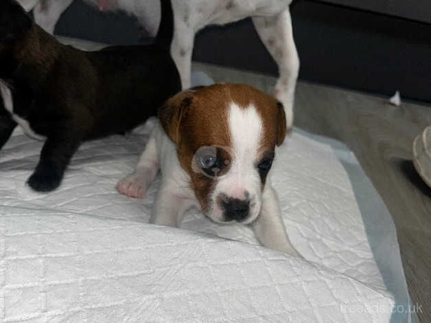 Boy Jack Russell puppy's for sale in Salisbury, Wiltshire - Image 1