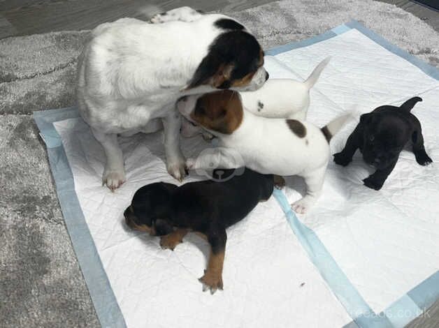 Boy Jack Russell puppy's for sale in Salisbury, Wiltshire - Image 2