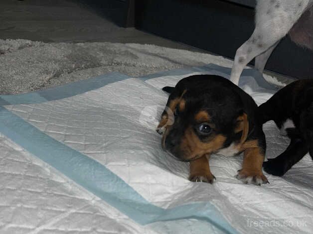 Boy Jack Russell puppy's for sale in Salisbury, Wiltshire - Image 3