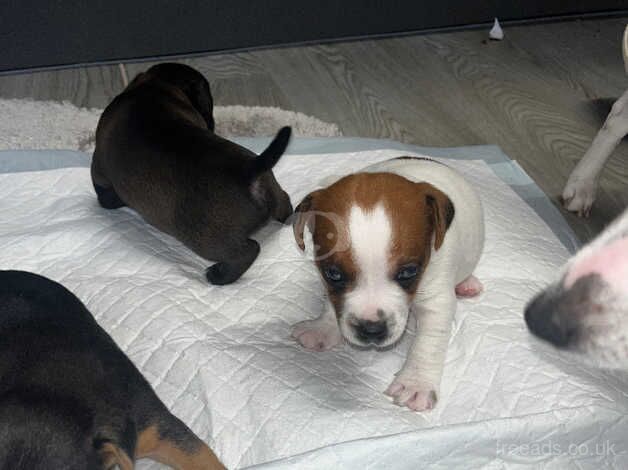 Boy Jack Russell puppy's for sale in Salisbury, Wiltshire - Image 4