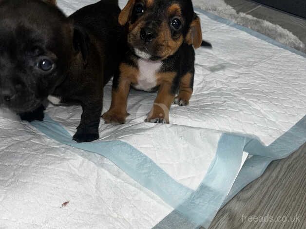 Boy Jack Russell puppy's for sale in Salisbury, Wiltshire - Image 5