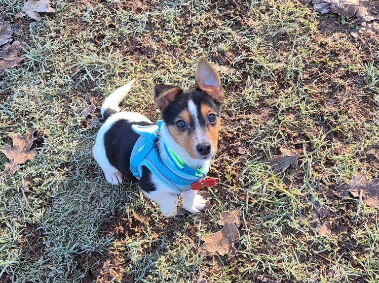 BoyJackrussle pup still available for sale in Filton, Gloucestershire