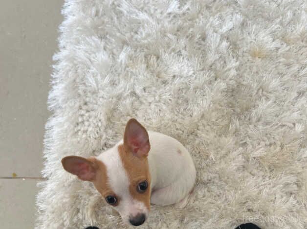 Brown /white Jack Russell for sale in Bromley, Bromley, Greater London