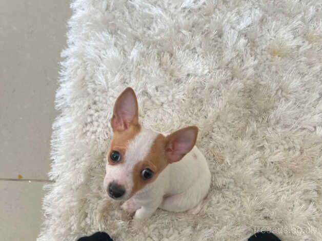 Jack Russells for sale in Bromley, Bromley, Greater London