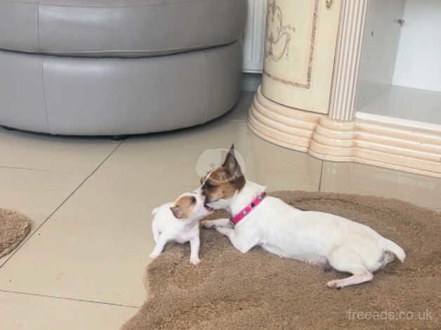 Jack Russell Puppies for sale in Greater London