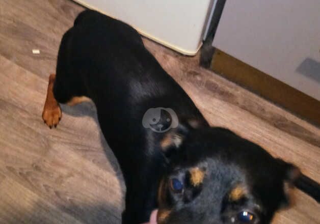 Buster only 9 months old for sale in Hartlepool, County Durham - Image 2